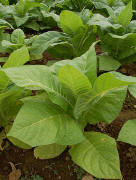 File:Nicotiana Tobacco Plants 1909px.jpg